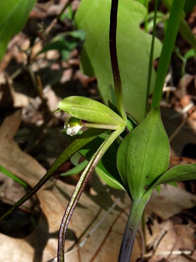 {Isotria verticillata}